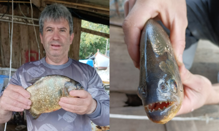 Pescador captura piranha-vermelha na Lagoa dos Patos, em São Lourenço do Sul